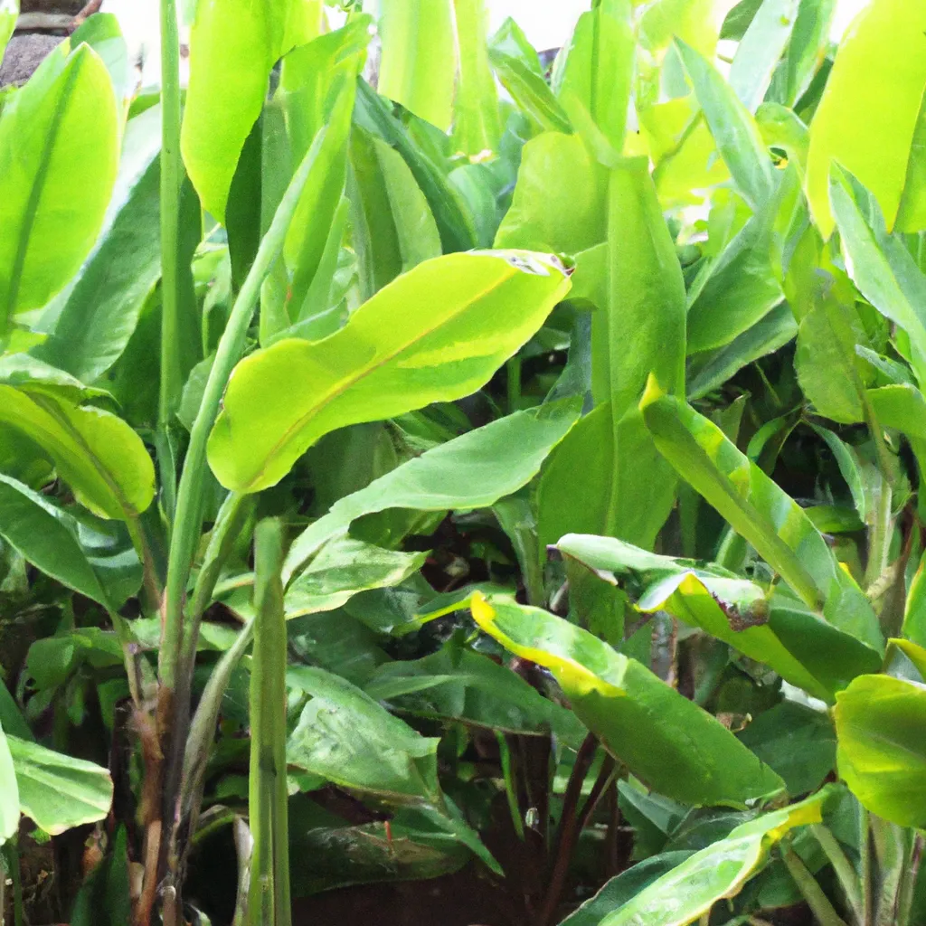 Do Jakich roślin stosować nawóz z bananów?